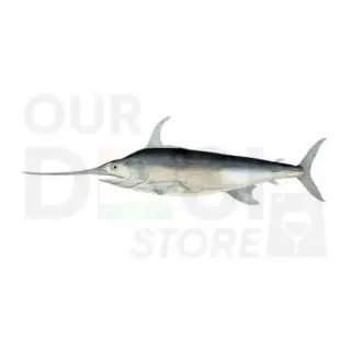 Sd Sword Fish Fc: 2lb