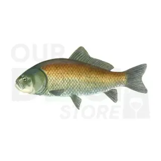 Fish Meat & Fish